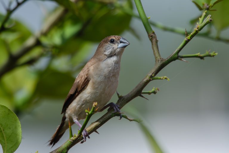 A small indian silverbill bird perched on a slender branch, surrounded by green foliage.