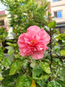 A close-up image of a vibrant pink flower with frilled petals, surrounded by lush green leaves.