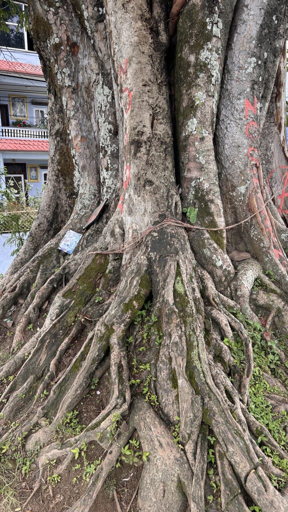 A large, weathered tree trunk with thick, gnarled roots sprawling across the ground.