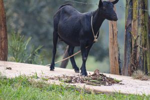 A goat eating banana peelings in Uganda