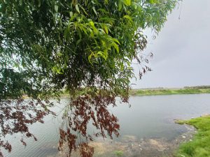 A view from across the bank of the river. The picture contains river, bushes on its side, hanging leaves from the tree and the dark cloudy sky.
