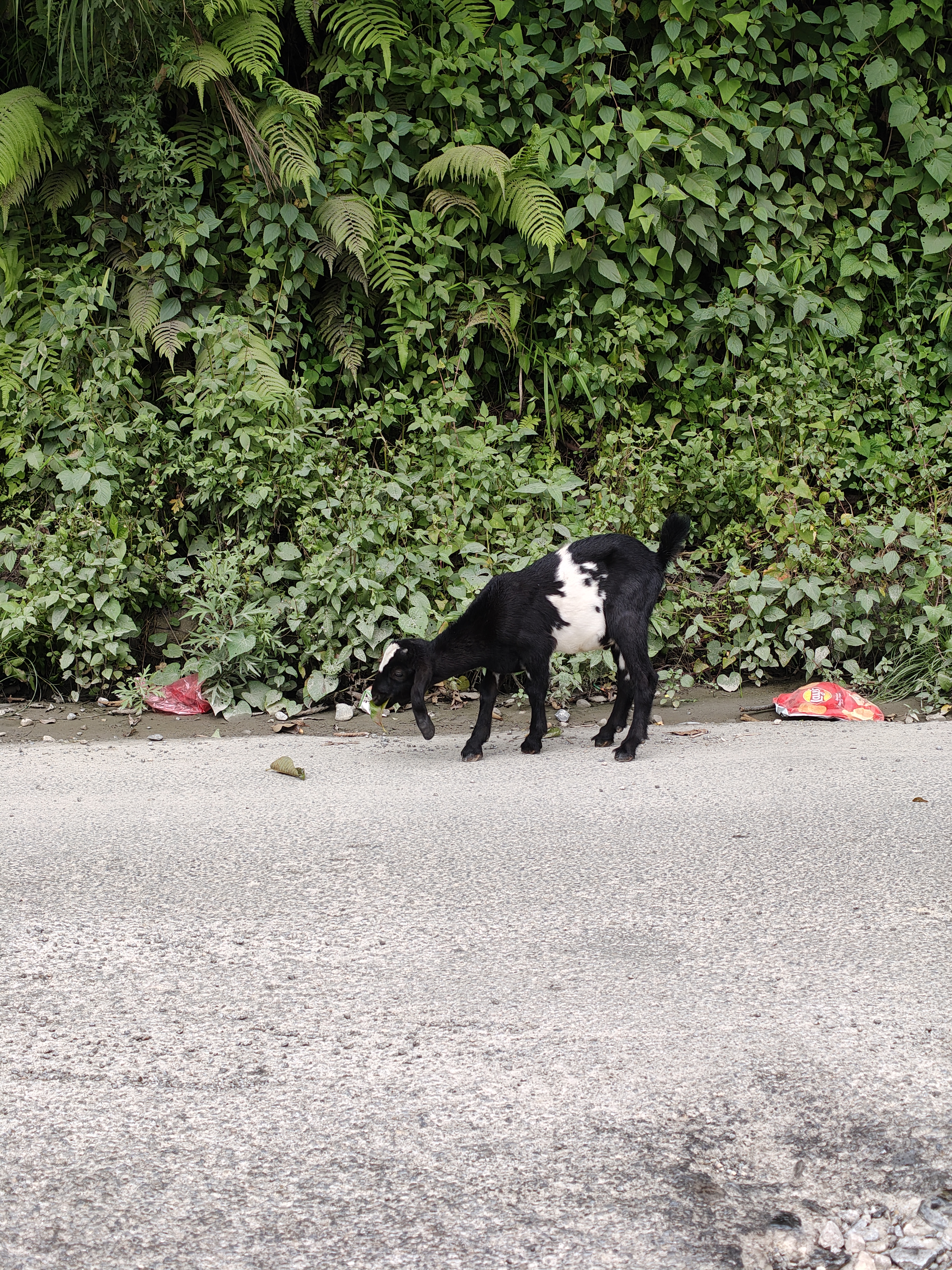 A small black goat with a white patch on its side is standing on a road, grazing on the grass beside a hedge filled with green foliage.