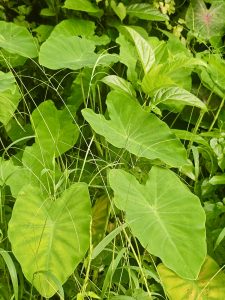 A lush patch of Colocasia with large, heart-shaped leaves thriving in the wetlands of Oorkadavu, Kozhikode.