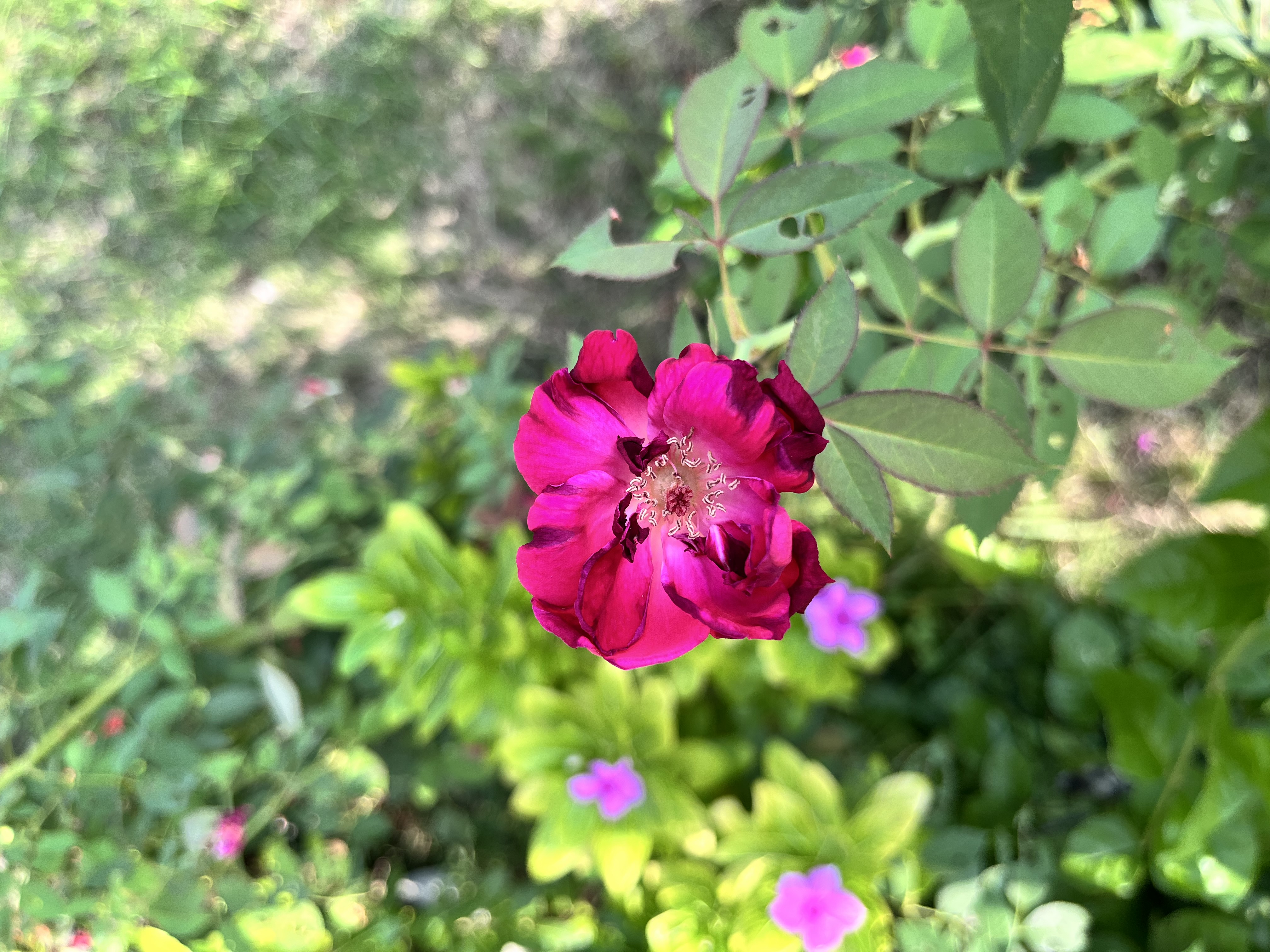 A close-up view of a vibrant pink flower with slightly ruffled petals, surrounded by green leaves.