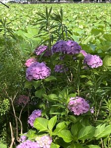 A cluster of purple hydrangea flowers surrounded by green foliage, with a background of large green lily pads.