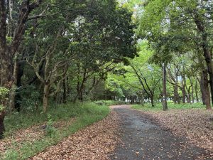 A winding forest path with dense trees at Chiba Port Park.