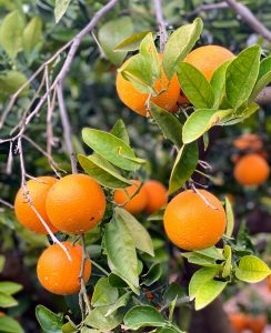 Oranges on a tree in Valencia, Spain