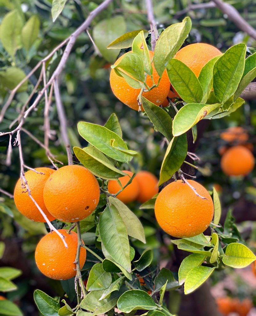 Oranges on a tree in Valencia, Spain