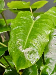 Close-up of a fresh, heart-shaped Blushing Philodendron leaf with raindrops. Captured in Perumanna, Kozhikode.