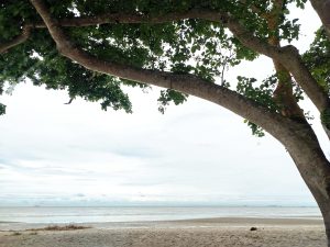A tranquil scene at Morib Beach, Selangor, Malaysia, with a large tree’s broad branches extending over the sandy shore.