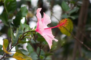 A close-up image of a pink hibiscus flower with a long, red stamen, surrounded by green leaves.
