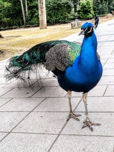 A vibrant blue peacock stands on a paved walkway in Campo Grande Park, Valladolid, Spain, showcasing its striking iridescent feathers.