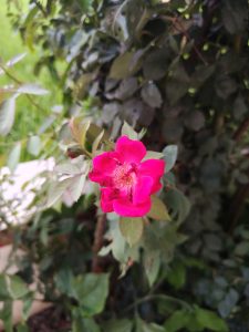 A vibrant pink flower blooms amidst green leaves, set against a blurred background of foliage. 