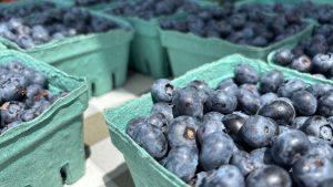 Closeup of blueberries in a quart box.