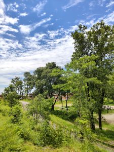 A serene landscape featuring lush green trees and shrubs under a bright blue sky dotted with fluffy white clouds.