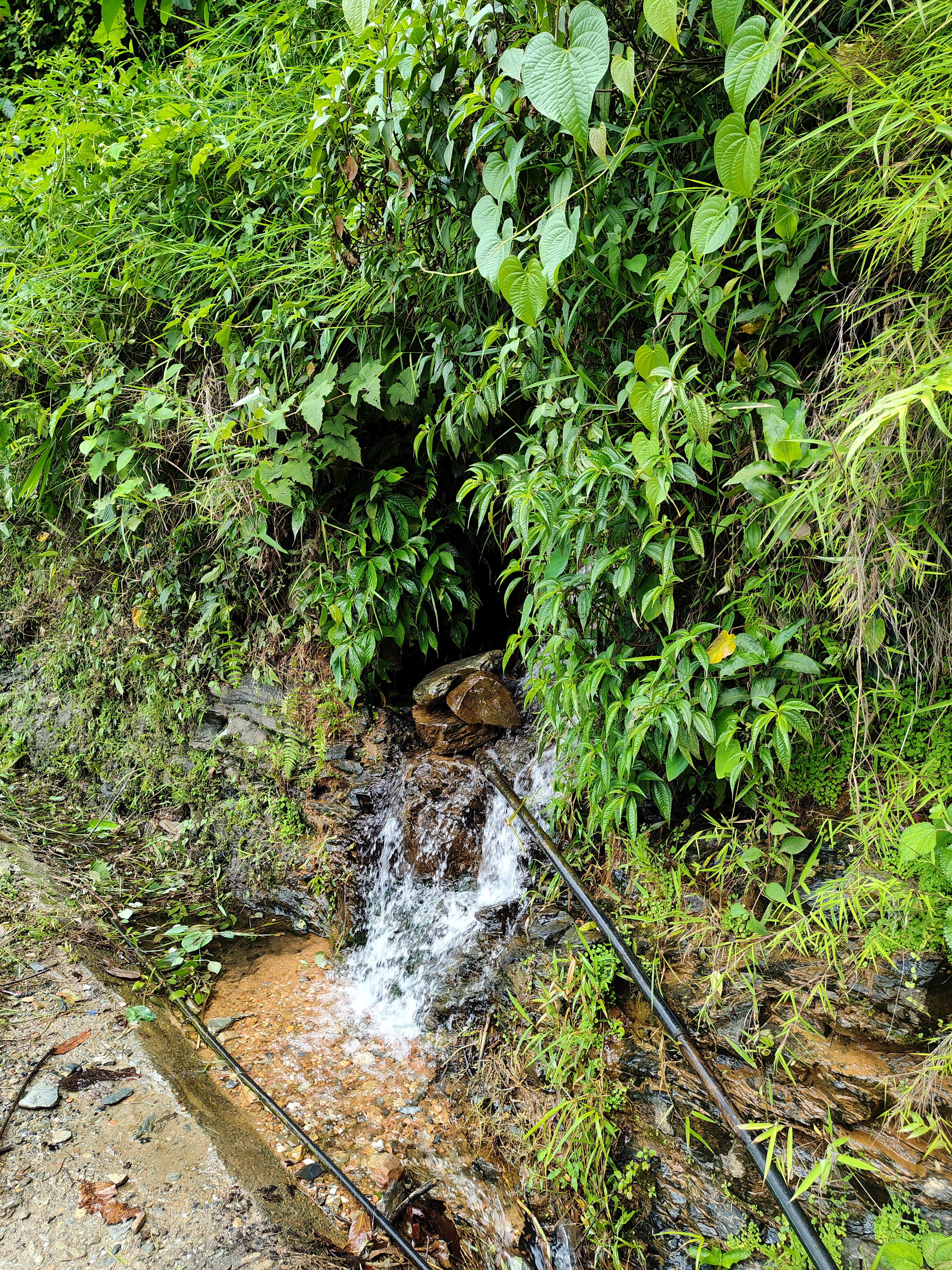 A small, flowing stream of water cascades down a rocky path surrounded by lush green vegetation.