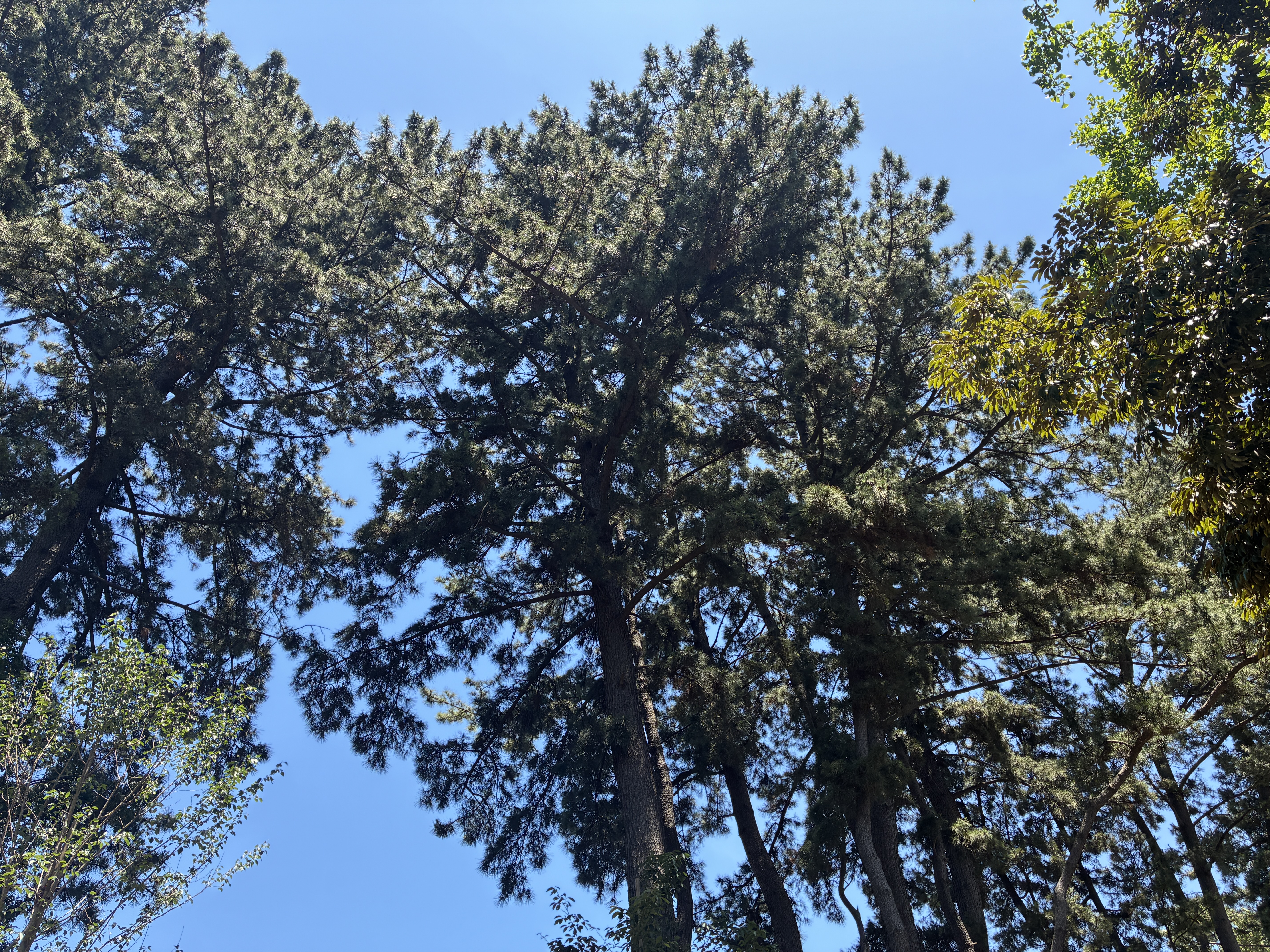 Looking up at tall evergreen trees against a clear blue sky at Chiba Park.