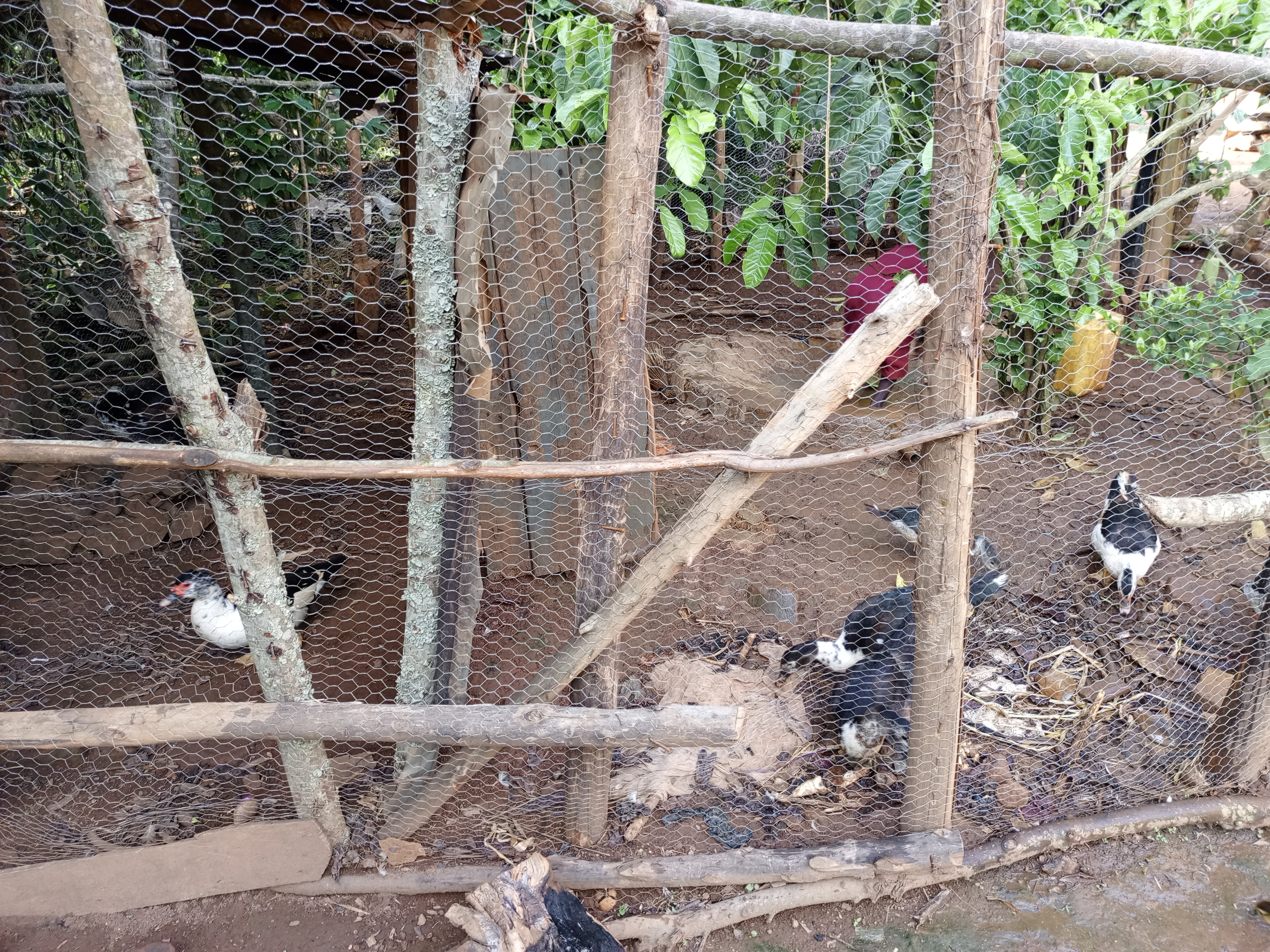 A wooden enclosure with a wire mesh fence houses several ducks. The ground inside is brown and earthy, littered with straw and some organic matter.