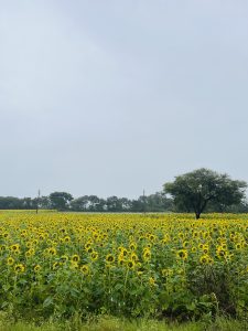 A long sunflower field
