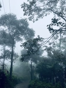 A tranquil pathway meanders through a lush, foggy forest. Tall trees with dense foliage stretch upwards, partially obscured by mist.