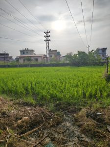 A lush green rice field in the foreground, with tall rice plants growing vibrantly.