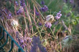 A close-up view of purple lavender flowers intertwined with delicate grasses and seed pods