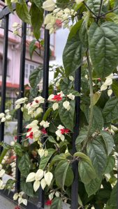 A close-up view of vibrant flowers climbing a black metal fence. 
