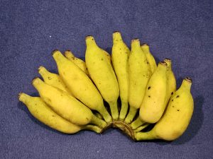 Ripe yellow Njali Poovan (Elakki) bananas neatly arranged on a dark backdrop. A beloved fruit in Kerala homes. Captured in Perumanna.Kozhikode.