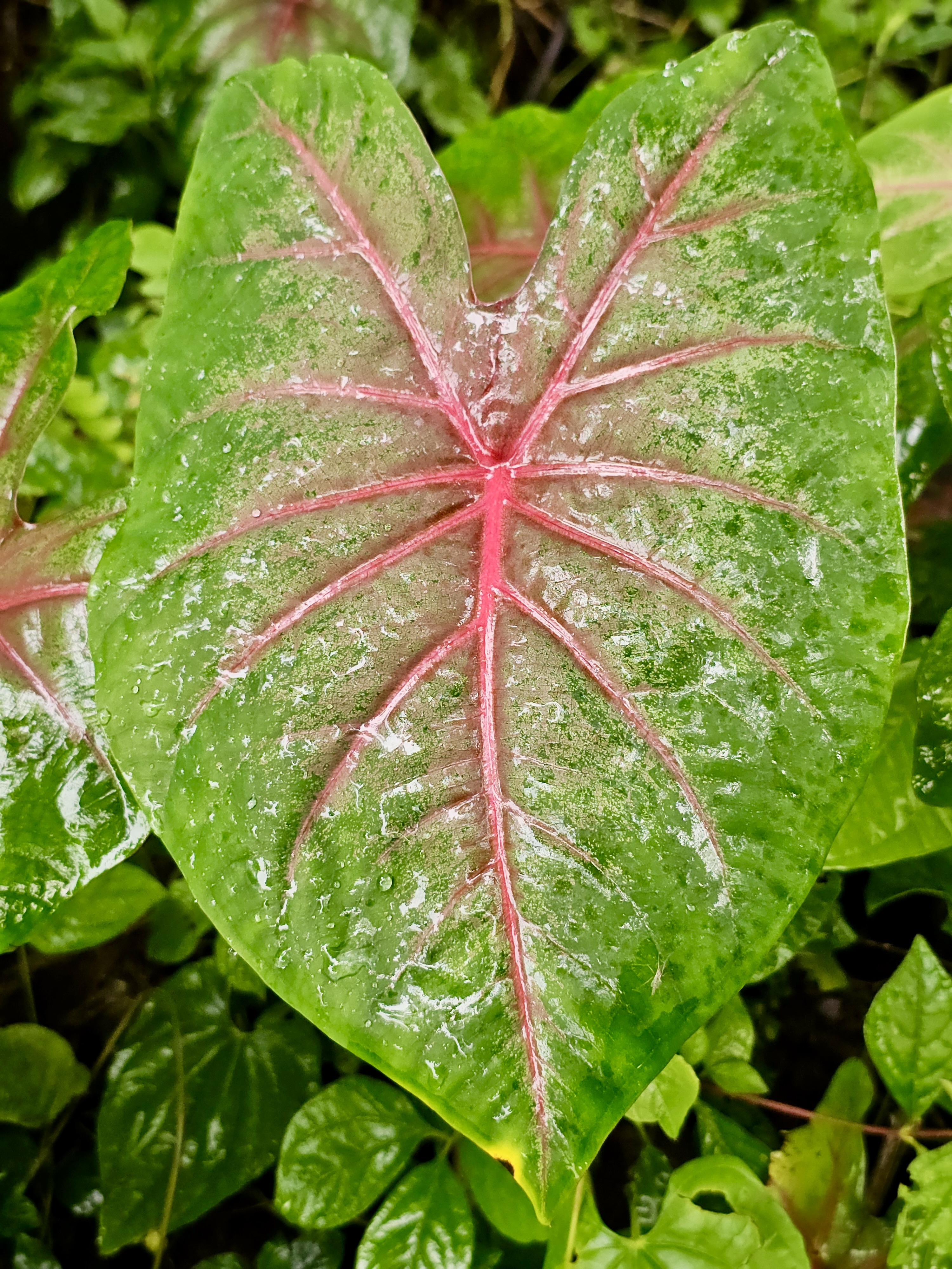 A vibrant Caladium leaf (Heart of Jesus) with green edges and bright pink veins. Its bold colors and heart shape make it stand out. Captured in Oorkadavu, Kozhikode.
