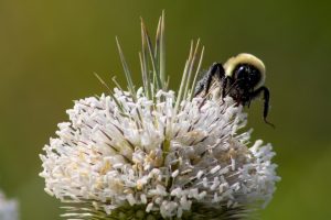 A bumble bee covered in pollen crawls over the tiny white flowers of a thistle cone flower.
