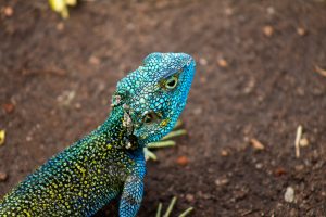 A close-up of a colorful lizard with vibrant blue and green scales, perched on the ground.