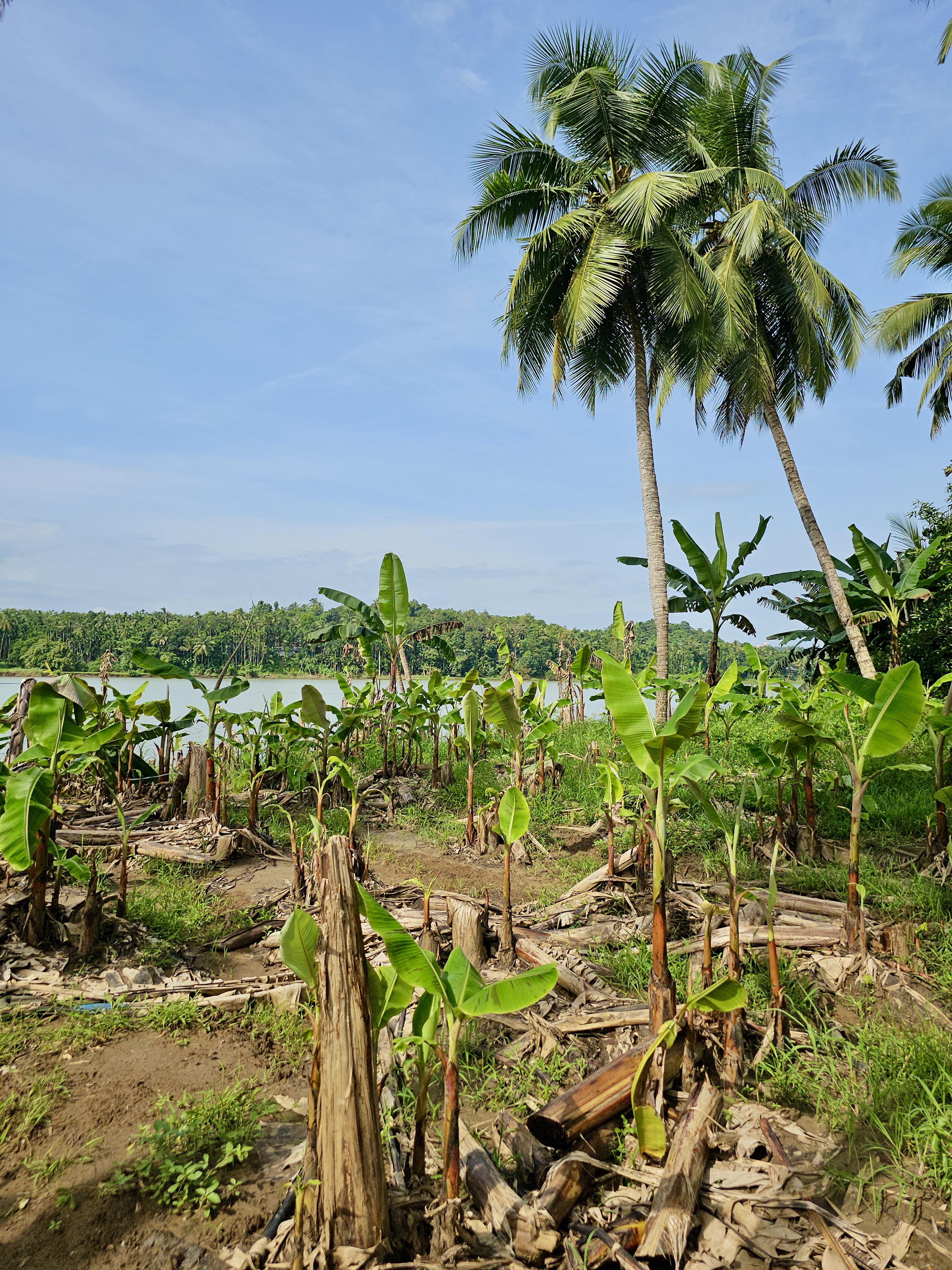Rows of young banana plants thrive near the banks of the Chaliyar River, framed by tall coconut palms and lush greenery. This peaceful riverside farm in Kozhikode reflects the rich agricultural beauty of Kerala’s backwaters.