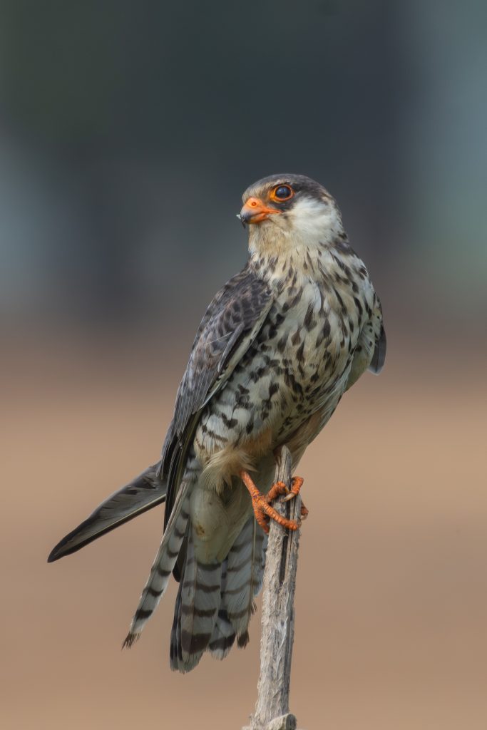 A Amur Falcon (Female) bird perched on a wooden post, displaying a striking pattern of speckled feathers in shades of brown, white, and gray. Its eyes are prominent and orange, complementing its orange beak.
