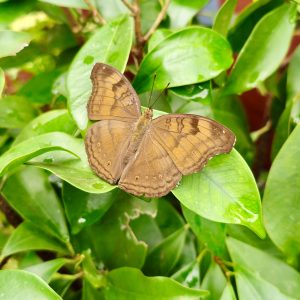 A Chocolate Pansy butterfly (Junonia iphita) rests gracefully on bright green leaves in a garden in Kozhikode. The earthy tones and delicate wing patterns stand out against the vibrant foliage.