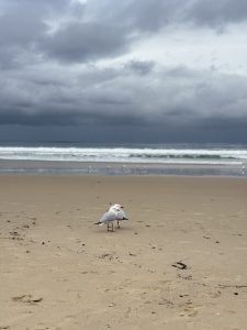 Two birds rest on the muddy bank of the sea.