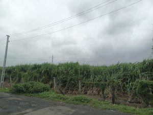 A lush green sugarcane field under a cloudy sky, bordered by a rural road and power lines in the background
