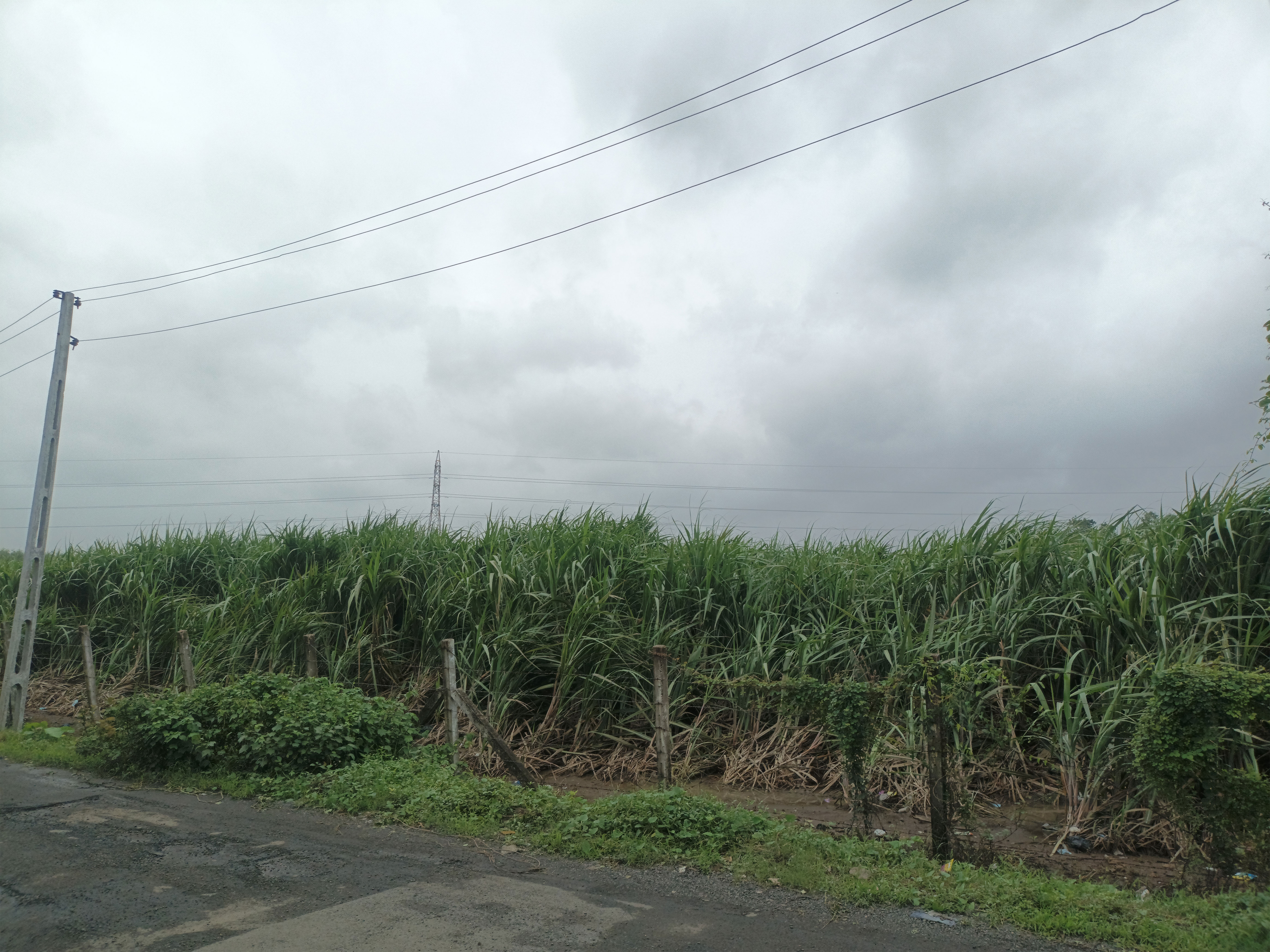 A lush green sugarcane field under a cloudy sky, bordered by a rural road and power lines in the background