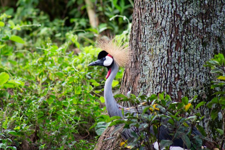 A grey Uganda crested crane with a distinctive, spiky golden crest and a black crown stands partially hidden among lush green foliage, next to a textured tree trunk.