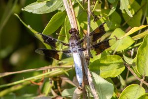 A blue and black dragonfly with its wings spread out sits on a bush.