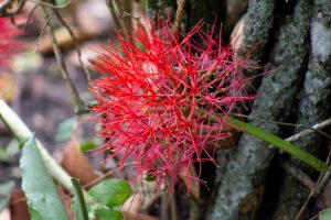 A vibrant red flower with long, thin petals and yellow tips, nestled against rough tree bark and green foliage
