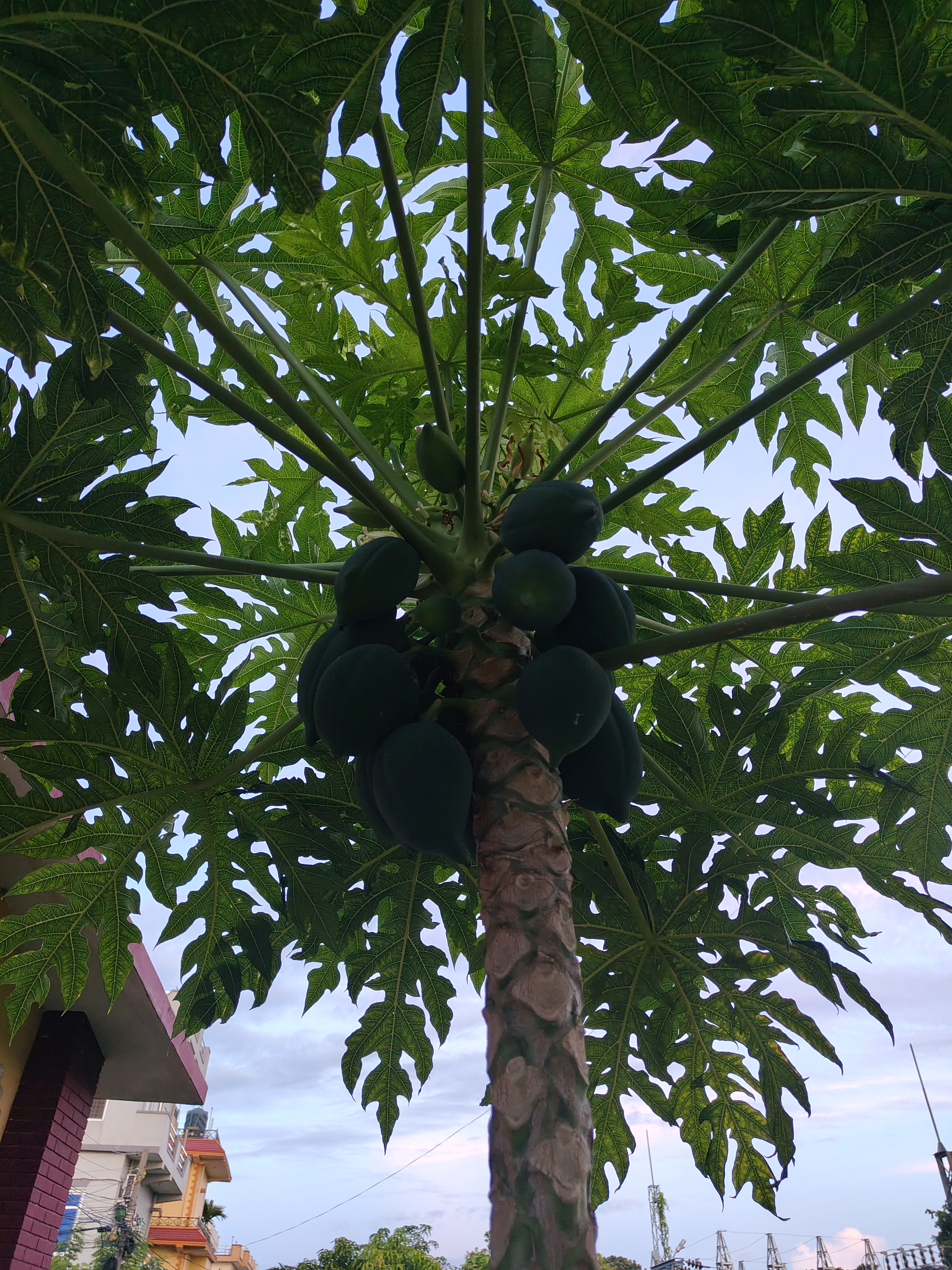 A close-up view from beneath a papaya tree, showcasing its broad, green leaves that spread outwards and upwards.