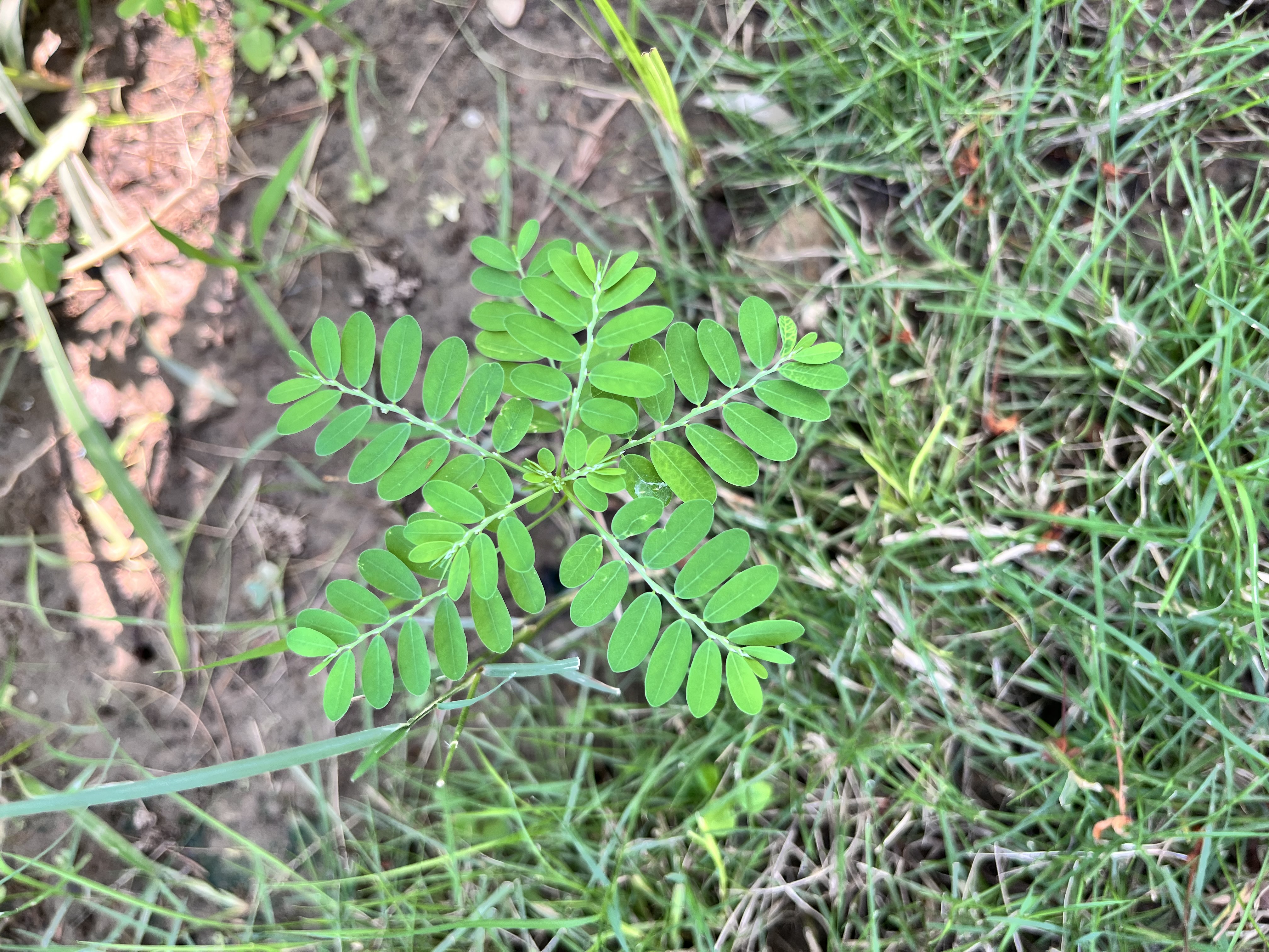 A close-up view of a green plant leaf with several leaflets arranged in a symmetrical pattern, surrounded by dirt and grass