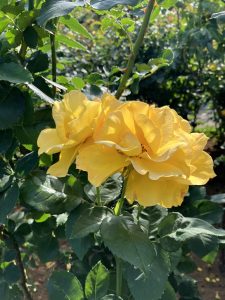 Vibrant yellow roses are blooming amidst lush green foliage.