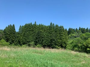 A lush green meadow in the foreground with tall grass and wild plants, leading up to a dense line of coniferous trees in the background, under a clear blue sky.