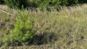 A young evergreen tree in tall grass in a field.