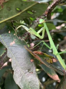 A green praying mantis is perched among green leaves, blending into its surroundings.