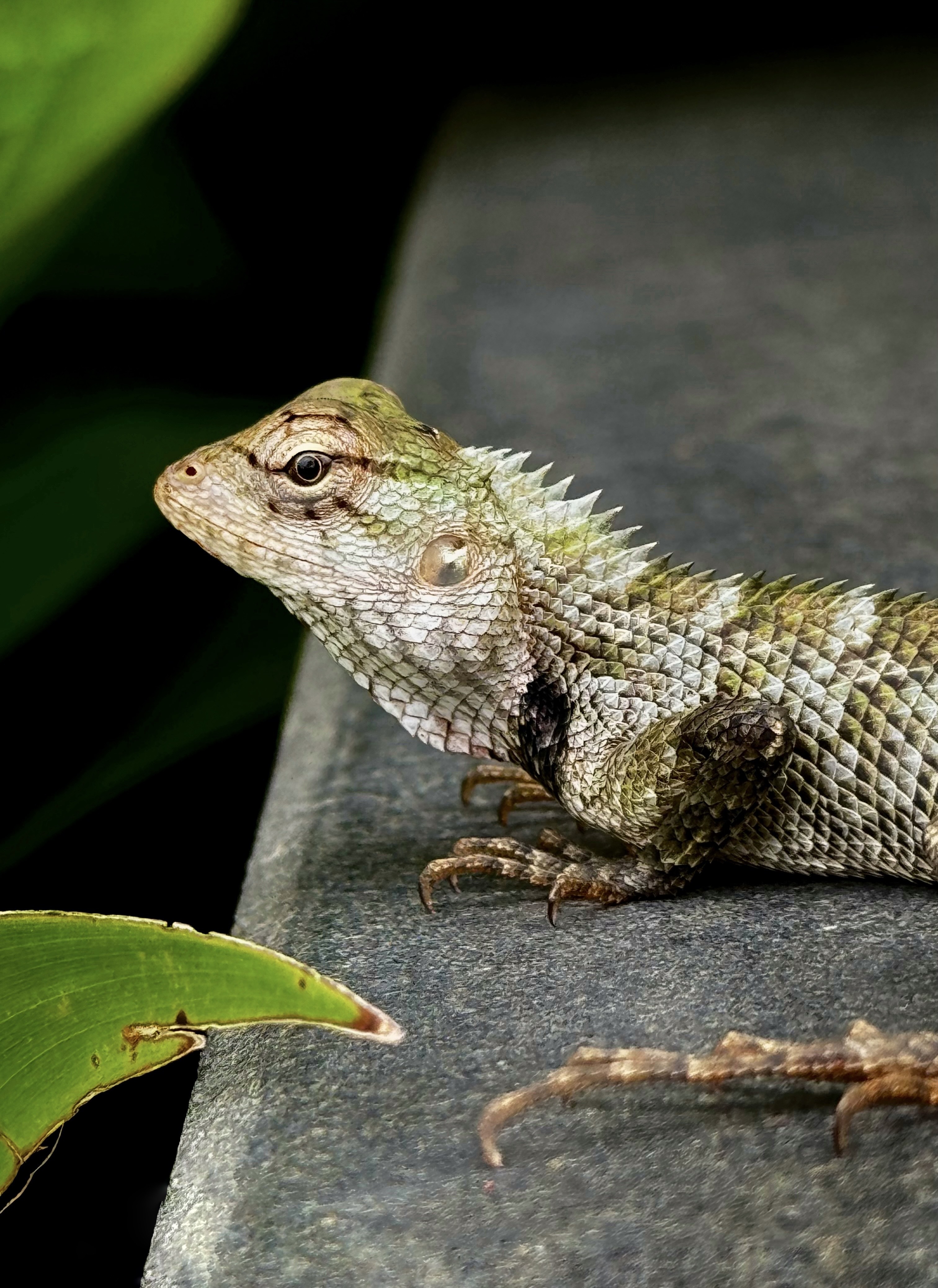 Oriental garden lizard. The lizard features a textured skin with shades of green, gray, and brown, alongside distinct spiny scales running down its back.