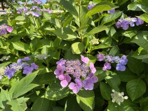 A close-up view of hydrangea flowers in various shades of pink and purple surrounded by lush green leaves