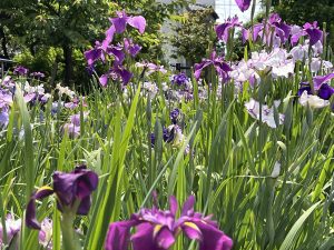 The Iris Flowers Plants with Flowers Blooming 