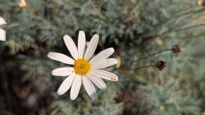 A close-up of a white daisy flower with a yellow center, surrounded by soft green foliage